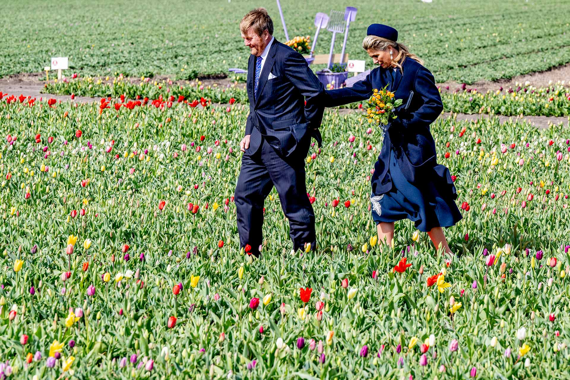 Los Reyes de Holanda entre tulipanes viento